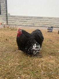 Galline cocincina nana