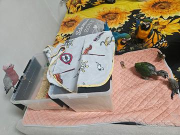 Pulli disponibili quasi svezzati