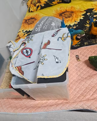 Pulli disponibili quasi svezzati