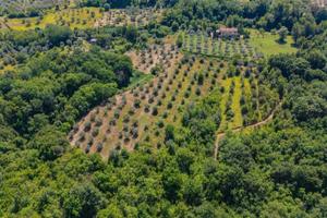 Terreno di 17299 m² a Mompeo