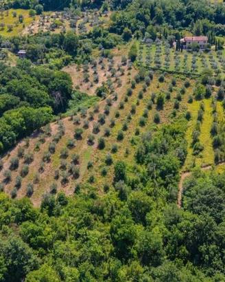 Terreno di 17299 m² a Mompeo
