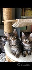 Cucciolo Maine Coon