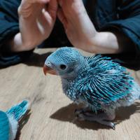 Parrocchetti dal collare (Pulli) mutazione Blu