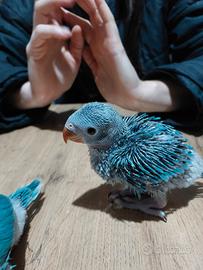 Parrocchetti dal collare (Pulli) mutazione Blu