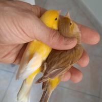 Canarini balia x cardellini