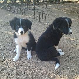 Cuccioli di Border Collie