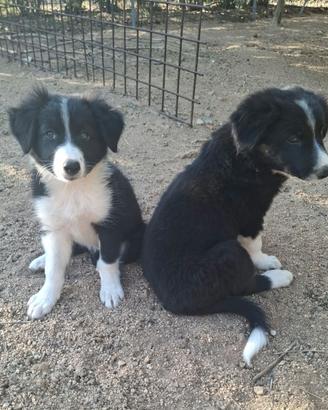 Cuccioli di Border Collie