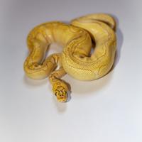 Cessione pitoni reali