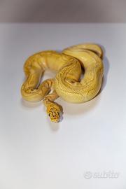 Cessione pitoni reali