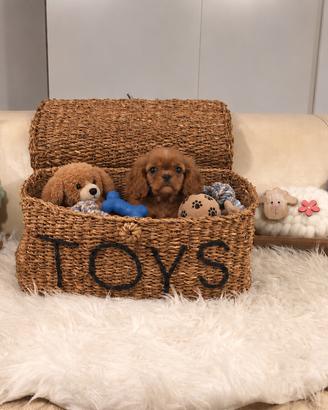 Cavalier King Charles Spaniel Ruby Taglia Piccola