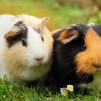 Cavia peruviana