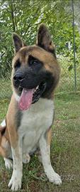 Akita Americano