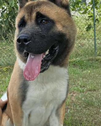 Akita Americano