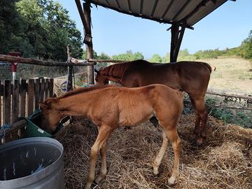 Fattrice psi con puledra di due mesi