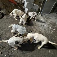 Cuccioli setter inglese