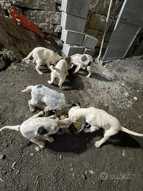 Cuccioli setter inglese