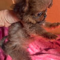 Rarissimo cucciolo di Pochi super TOY