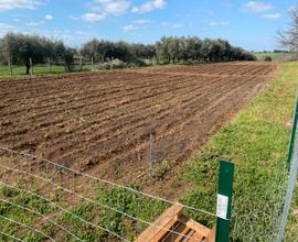 Lotti terreno agricolo