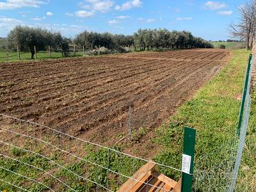 Lotti terreno agricolo