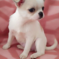 Femininucea chihuahua