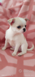 Femininucea chihuahua