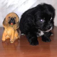 Cuccioli di maltipoo toy da borsetta