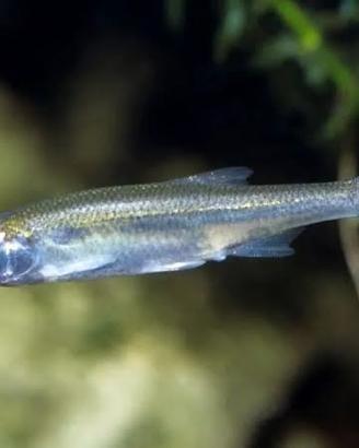 50 alborelle pesci da laghetto vasca fontana