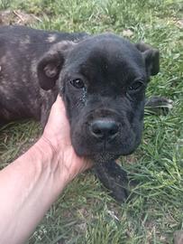 Cucciola cane corso