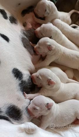 Baby Dalmata cuccioli
 in vendita a Roma
