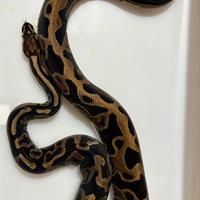 Serpente pitone reale