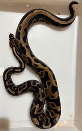 Serpente pitone reale