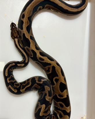 Serpente pitone reale