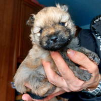 Cuccioli di Spitz di Pomerania Nano