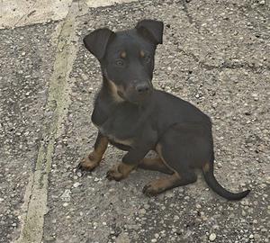 Cucciola simil Rottweiler/dobermann di 5 mesi