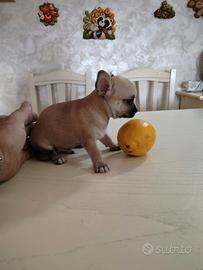 Maschietto di Chihuahua Toy