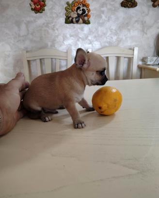 Maschietto di Chihuahua Toy