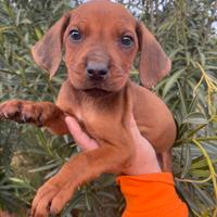 Rhodesian Ridgeback