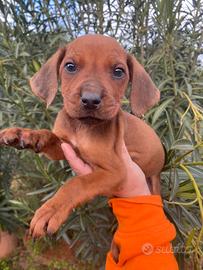 Rhodesian Ridgeback