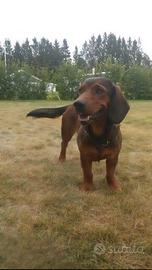 Dachsbrake