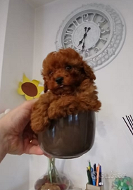 Barboncino rosso toy