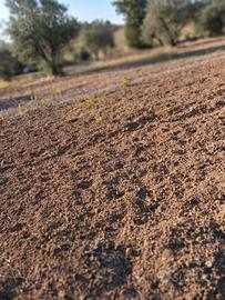 BOX, Stalla, terreno, Campo per cavallo Bologna, C