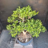 prebonsai buxus