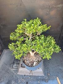 prebonsai buxus