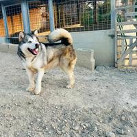 Cuccioli Alaskan malamute