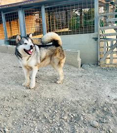 Cuccioli Alaskan malamute