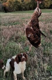 Springer spaniel