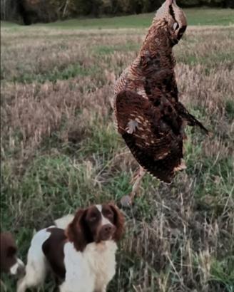 Springer spaniel
