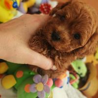 Barboncini Toy e mini