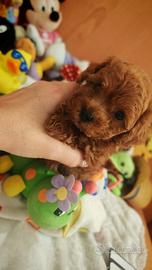 Barboncini Toy e mini