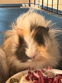 Cavia Peruviana e Coniglio